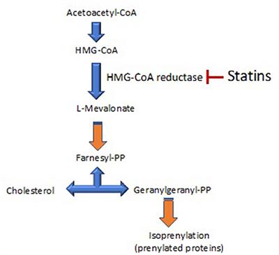 Frontiers | Undertreatment Or Overtreatment With Statins: Where Are We?